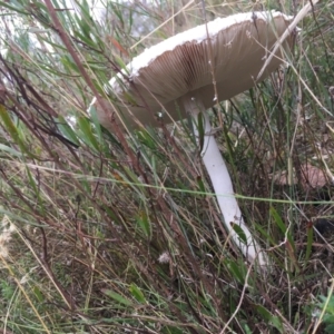 Macrolepiota dolichaula at Kambah, ACT - 20 Mar 2022