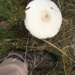 Macrolepiota dolichaula at Kambah, ACT - 20 Mar 2022