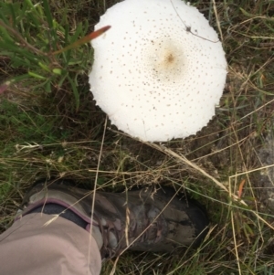 Macrolepiota dolichaula at Kambah, ACT - 20 Mar 2022