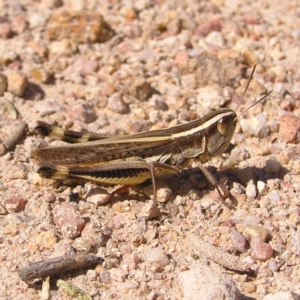 Macrotona australis at Kambah, ACT - 20 Mar 2022 02:31 PM