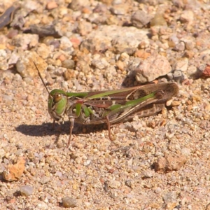 Oedaleus australis at Kambah, ACT - 20 Mar 2022 02:35 PM