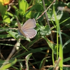 Zizina otis (Common Grass-Blue) at Wodonga - 19 Mar 2022 by KylieWaldon