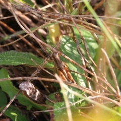 Phaulacridium vittatum (Wingless Grasshopper) at Wodonga, VIC - 20 Mar 2022 by KylieWaldon