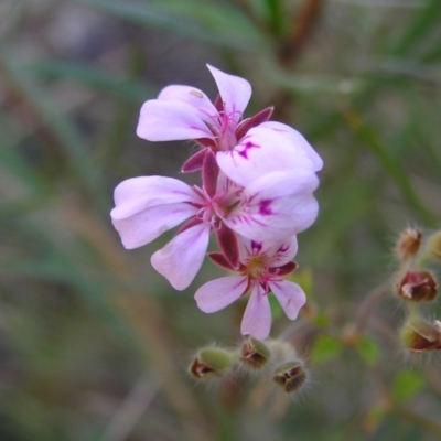 Pelargonium australe (Austral Stork's-bill) at Kambah, ACT - 20 Mar 2022 by MatthewFrawley