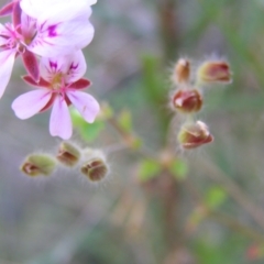 Pelargonium australe at Kambah, ACT - 20 Mar 2022 02:45 PM