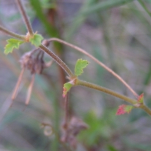 Pelargonium australe at Kambah, ACT - 20 Mar 2022 02:45 PM