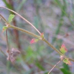 Pelargonium australe at Kambah, ACT - 20 Mar 2022 02:45 PM