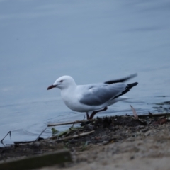 Chroicocephalus novaehollandiae (Silver Gull) at Belconnen, ACT - 20 Nov 2018 by JimL