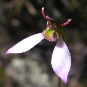 Eriochilus cucullatus at Kambah, ACT - 20 Mar 2022