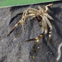 Neosparassus calligaster (Beautiful Badge Huntsman) at Kambah, ACT - 19 Mar 2022 by GirtsO