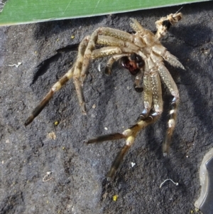 Neosparassus calligaster at Kambah, ACT - 20 Mar 2022