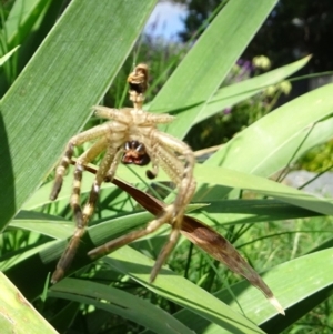 Neosparassus calligaster at Kambah, ACT - 20 Mar 2022