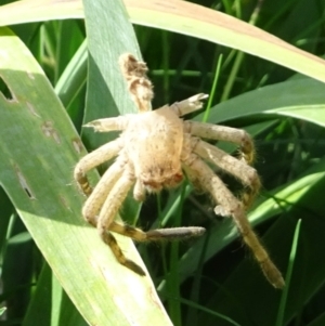 Neosparassus calligaster at Kambah, ACT - 20 Mar 2022