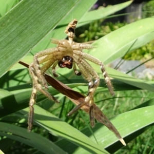 Neosparassus calligaster at Kambah, ACT - 20 Mar 2022