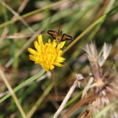 Taractrocera papyria (White-banded Grass-dart) at Wodonga, VIC - 20 Mar 2022 by KylieWaldon