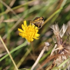 Taractrocera papyria at Wodonga, VIC - 20 Mar 2022