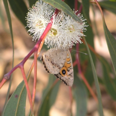 Junonia villida (Meadow Argus) at Torrens, ACT - 20 Mar 2022 by MatthewFrawley