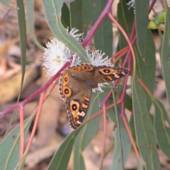 Junonia villida at Torrens, ACT - 20 Mar 2022 03:23 PM