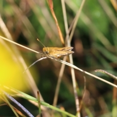 Taractrocera papyria (White-banded Grass-dart) at Wodonga - 19 Mar 2022 by KylieWaldon