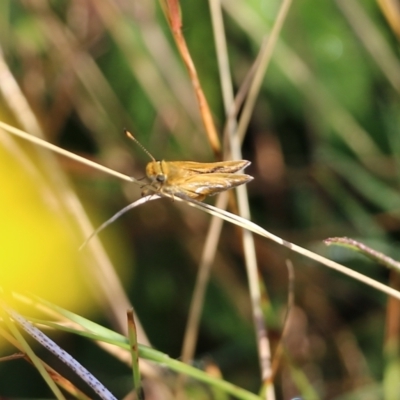 Taractrocera papyria (White-banded Grass-dart) at WREN Reserves - 20 Mar 2022 by KylieWaldon