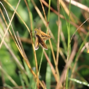 Taractrocera papyria at Wodonga, VIC - 20 Mar 2022