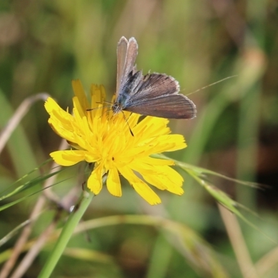 Zizina otis (Common Grass-Blue) at Wodonga, VIC - 19 Mar 2022 by KylieWaldon