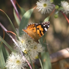 Vanessa kershawi (Australian Painted Lady) at Mount Taylor - 20 Mar 2022 by MatthewFrawley