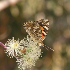 Vanessa kershawi at Torrens, ACT - 20 Mar 2022