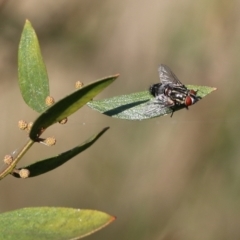 Sarcophaga sp. at Wodonga - 19 Mar 2022 by KylieWaldon