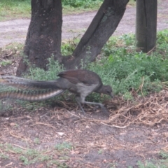 Menura novaehollandiae (Superb Lyrebird) at Ben Boyd National Park - 26 Jan 2021 by JimL