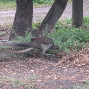 Menura novaehollandiae at Green Cape, NSW - 26 Jan 2021