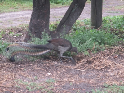 Menura novaehollandiae (Superb Lyrebird) at Green Cape, NSW - 26 Jan 2021 by JimL