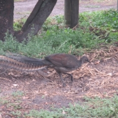 Menura novaehollandiae at Green Cape, NSW - 26 Jan 2021