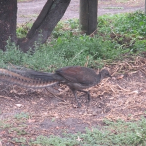 Menura novaehollandiae at Green Cape, NSW - 26 Jan 2021