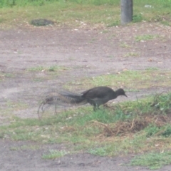 Menura novaehollandiae at Green Cape, NSW - 26 Jan 2021