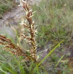 Lepidosperma laterale (Variable Sword Sedge) at Boro - 6 Mar 2022 by Paul4K