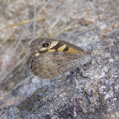 Geitoneura klugii (Marbled Xenica) at Kambah, ACT - 20 Mar 2022 by MatthewFrawley