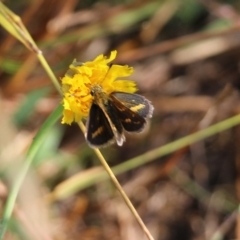 Taractrocera papyria (White-banded Grass-dart) at Wodonga, VIC - 19 Mar 2022 by KylieWaldon