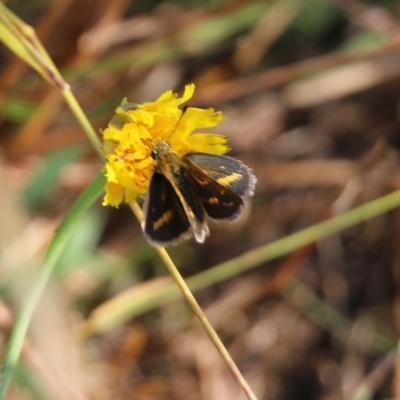 Taractrocera papyria (White-banded Grass-dart) at WREN Reserves - 20 Mar 2022 by KylieWaldon