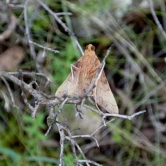 Endotricha pyrosalis (A Pyralid moth) at Boro - 6 Mar 2022 by Paul4K