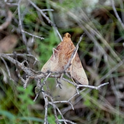 Endotricha pyrosalis (A Pyralid moth) at Boro - 6 Mar 2022 by Paul4K