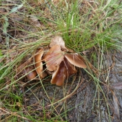 Unidentified Cap on a stem; gills below cap [mushrooms or mushroom-like] (TBC) at Boro, NSW - 6 Mar 2022 by Paul4K