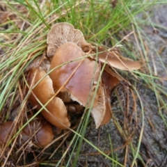 zz agaric (stem; gills white/cream) at Boro, NSW - 6 Mar 2022