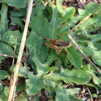 Phaulacridium vittatum (Wingless Grasshopper) at Wodonga, VIC - 19 Mar 2022 by KylieWaldon