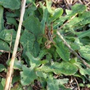 Phaulacridium vittatum at Wodonga, VIC - 20 Mar 2022