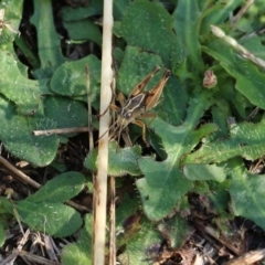 Phaulacridium vittatum at Wodonga, VIC - 20 Mar 2022 08:56 AM