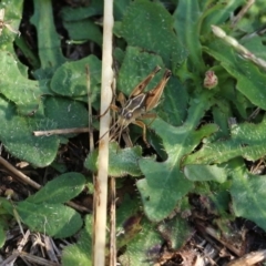 Phaulacridium vittatum at Wodonga, VIC - 20 Mar 2022