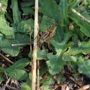 Phaulacridium vittatum at Wodonga, VIC - 20 Mar 2022