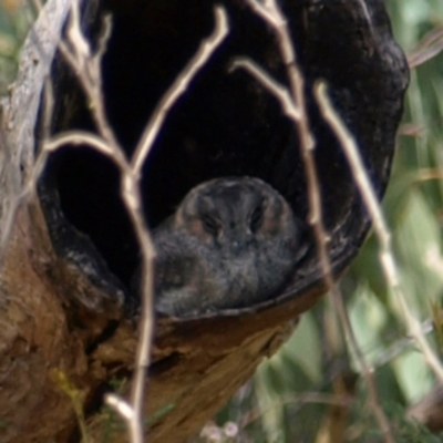 Aegotheles cristatus (Australian Owlet-nightjar) at Mount Taylor - 20 Mar 2022 by MatthewFrawley