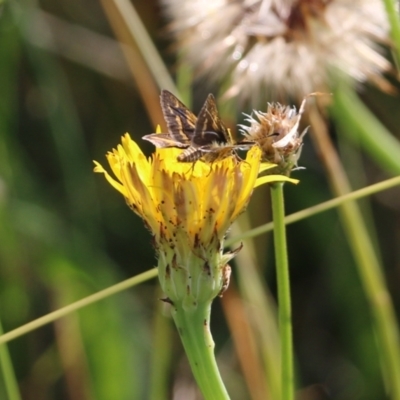 Taractrocera papyria (White-banded Grass-dart) at WREN Reserves - 20 Mar 2022 by KylieWaldon